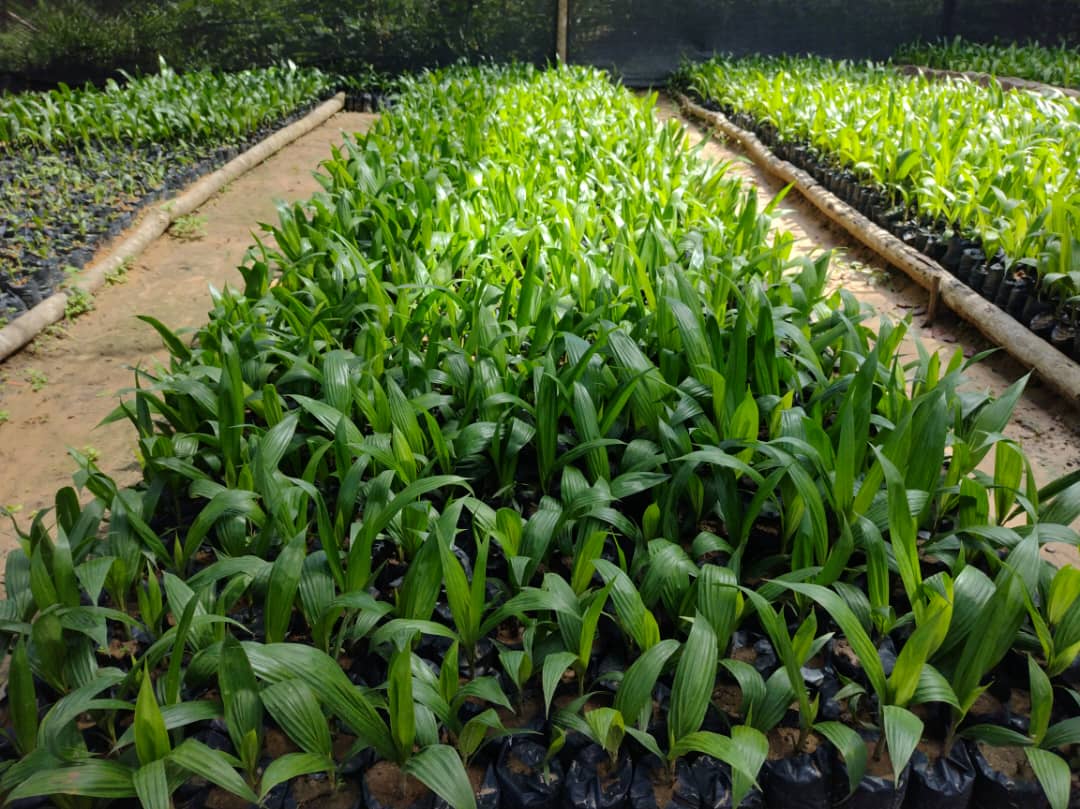 Términos de Referencia para el Suministro de Material Vegetal