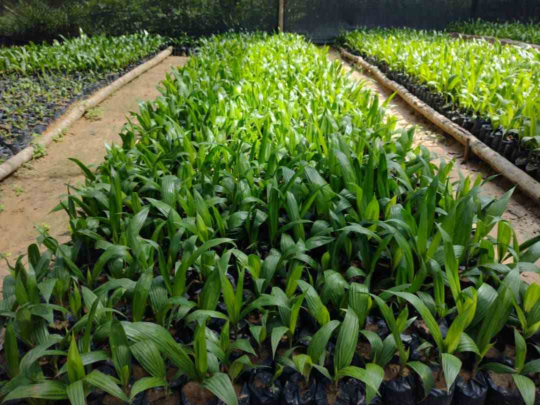 Convocatoria No. 28 Suministro de Material Vegetal